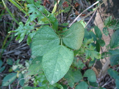 Calopogonium mucunoides, photograph (c) Alexis López Hernández, some rights reserved (CC BY)