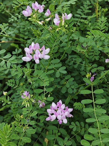 purple crownvetch