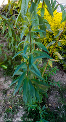 Aloysia citrodora