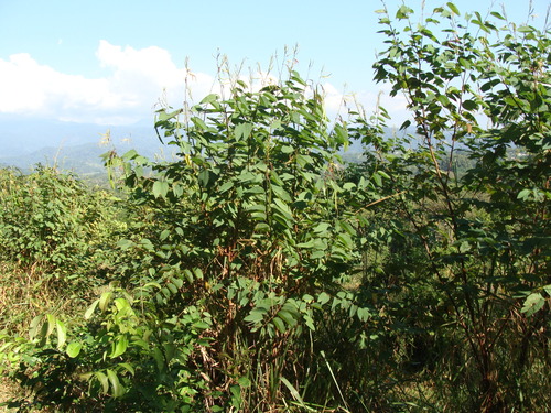Bauhinia ungulata