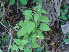 Herissantia crispa, photograph (c) Alexis López Hernández, some rights reserved (CC BY)