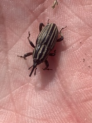 Sphenophorus costipennis
