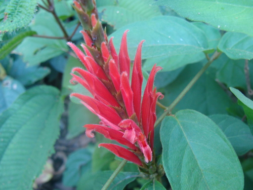 Aphelandra scabra