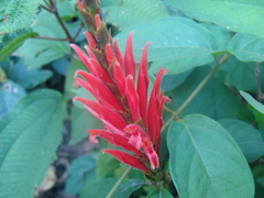 Aphelandra scabra