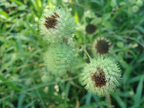 Hyptis capitata, photograph 6