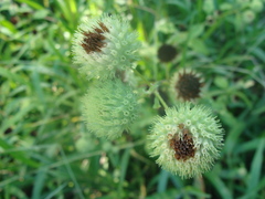 Hyptis capitata, photograph (c) Alexis López Hernández, some rights reserved (CC BY)