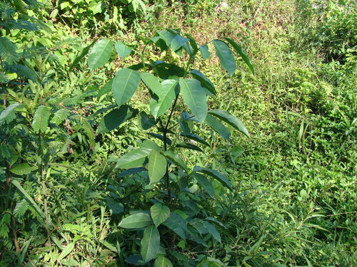 Platymiscium dimorphandrum, photograph 1