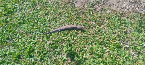 Eastern Bluetongue