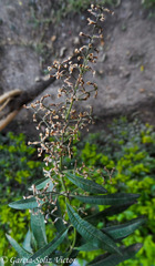 Aloysia citrodora