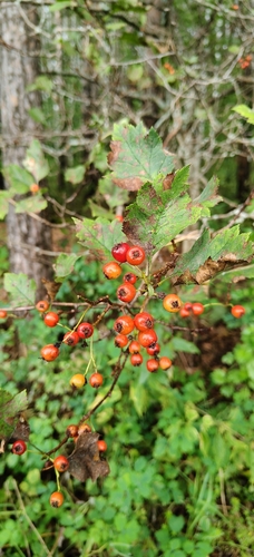 Crataegus sanguinea, photograph 2
