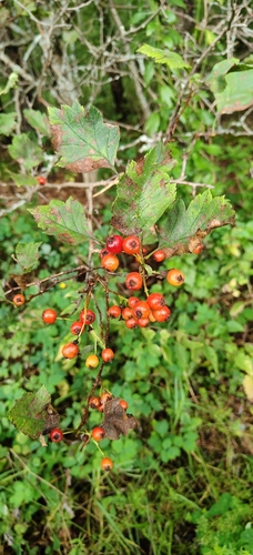 Crataegus sanguinea, photograph 3