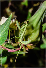Stagmatoptera