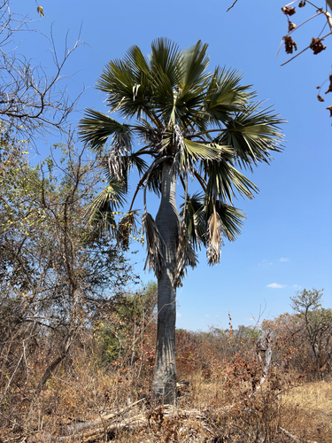 borassus palm