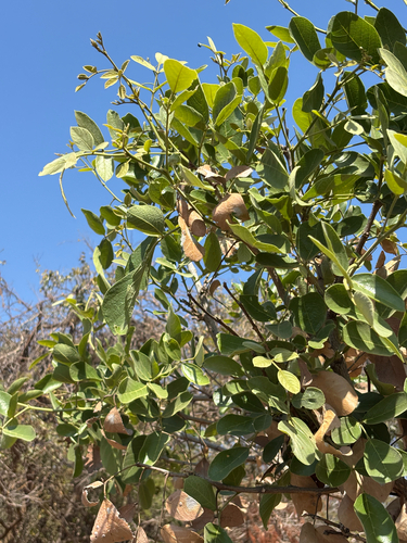apple-leaf