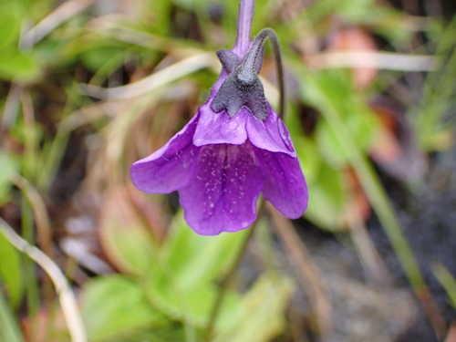 Pinguicula macroceras