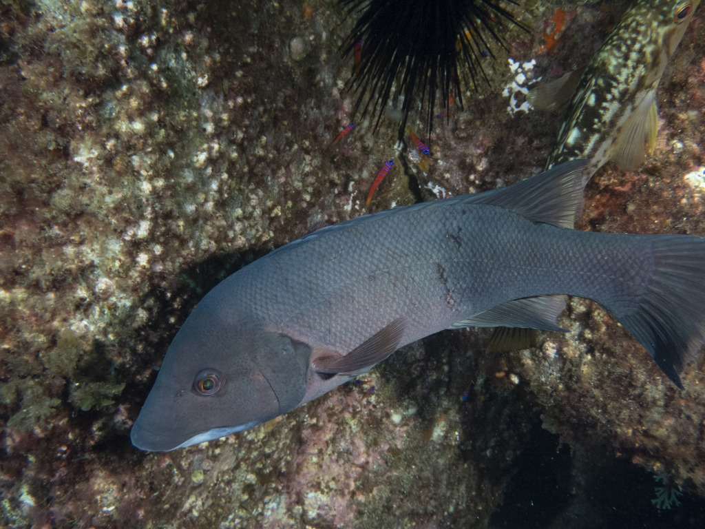 Grey California sheephead resting on a rocky reef beside a sea urchin