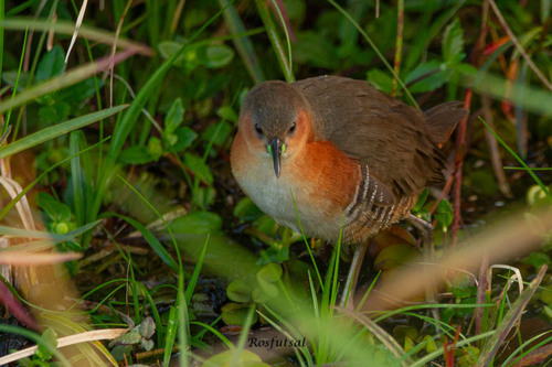 Rufous-sided Crake