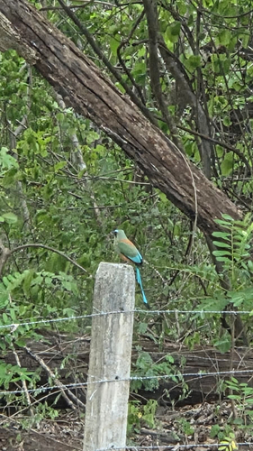 Turquoise-browed Motmot