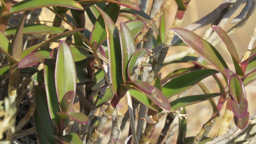 Epidendrum matudae L.O.Williams 3