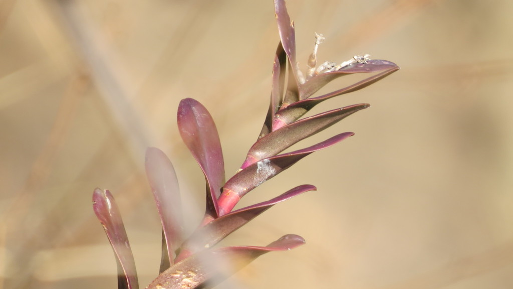 Epidendrum matudae L.O.Williams 2