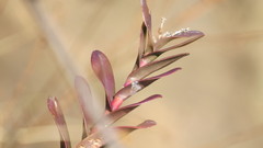 Epidendrum matudae
