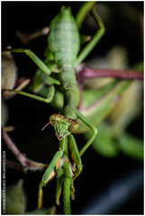 Stagmatoptera