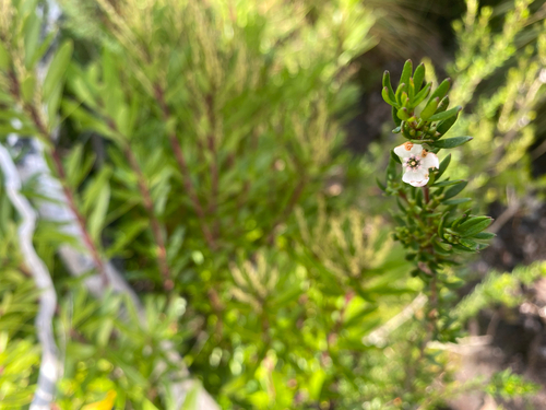 Boronia citriodora, photograph 3