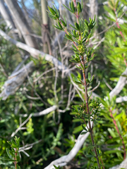Boronia citriodora, photograph (c) krumpianking, some rights reserved (CC BY)