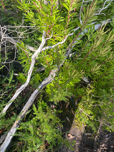 Boronia citriodora, photograph 4