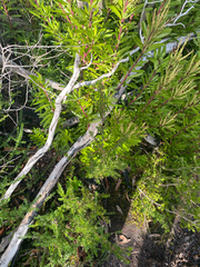 Boronia citriodora, photograph (c) krumpianking, some rights reserved (CC BY)