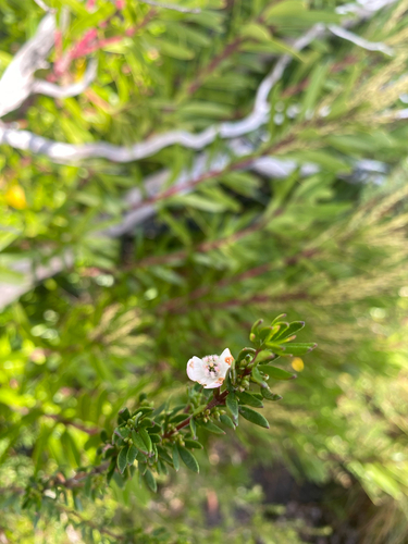 Boronia citriodora