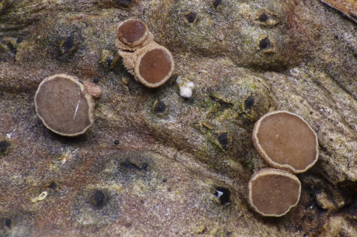 Unguiculariopsis