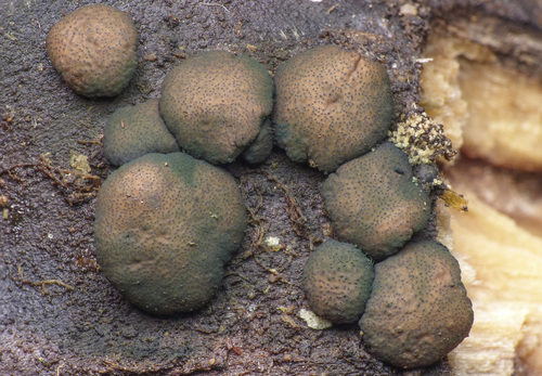 Trichoderma simmonsii