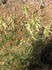 Astragalus praelongus