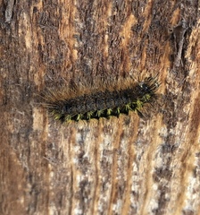 Lophocampa argentata