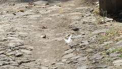 Morpho polyphemus polyphemus