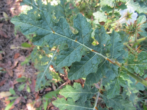 Solanum sisymbriifolium iNat (3)