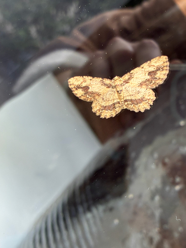 Ectropis bispinaria