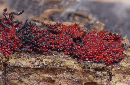 Pseudocosmospora eutypellae