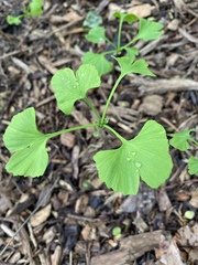 Ginkgo biloba