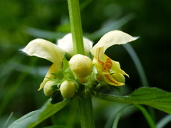 Lamium galeobdolon montanum