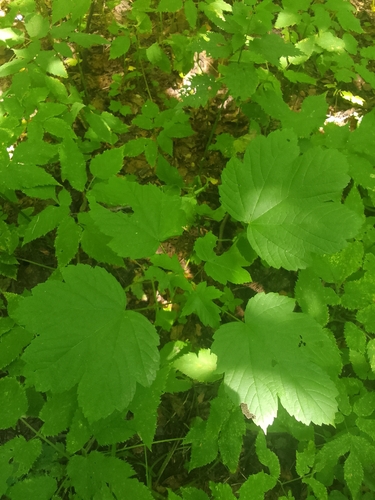 Наблюдение на iNaturalist