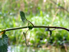Lamium galeobdolon montanum
