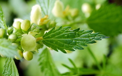 Lamium galeobdolon montanum