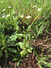 Valerianella radiata