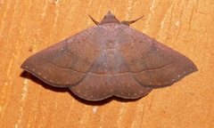 Epidromia rotundata