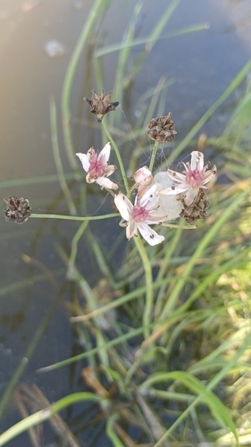 Flowering-rush