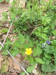 Ranunculus hispidus nitidus