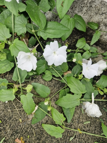Thunbergia fragrans, photograph 2