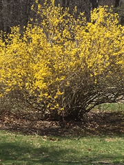 Forsythia × intermedia